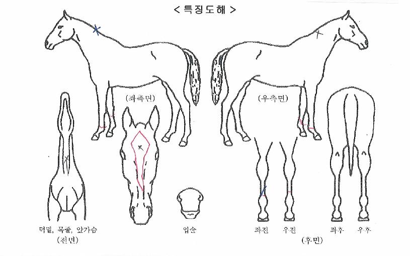 ¸ÚÁøÃÖ°ÀÇ Ãø¸é,¿ì¸é,µÞ¸é,µÎ»ó,´Ù¸®ÀÇ Æ¯Â¡µµÇØ