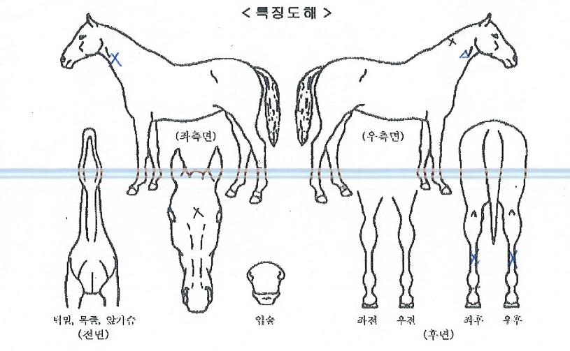 ���̵��ϳ����� ����,���,�޸�,�λ�,�ٸ��� Ư¡����