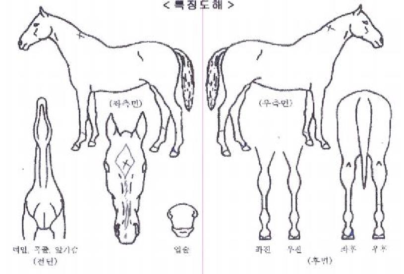 �������� ����,���,�޸�,�λ�,�ٸ��� Ư¡����