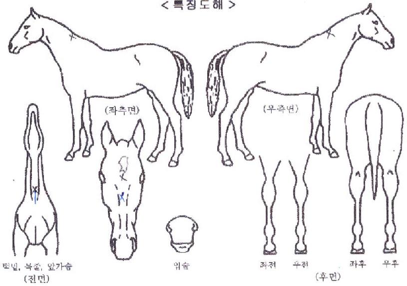 ±¸¸§ºûÀÇ Ãø¸é,¿ì¸é,µÞ¸é,µÎ»ó,´Ù¸®ÀÇ Æ¯Â¡µµÇØ