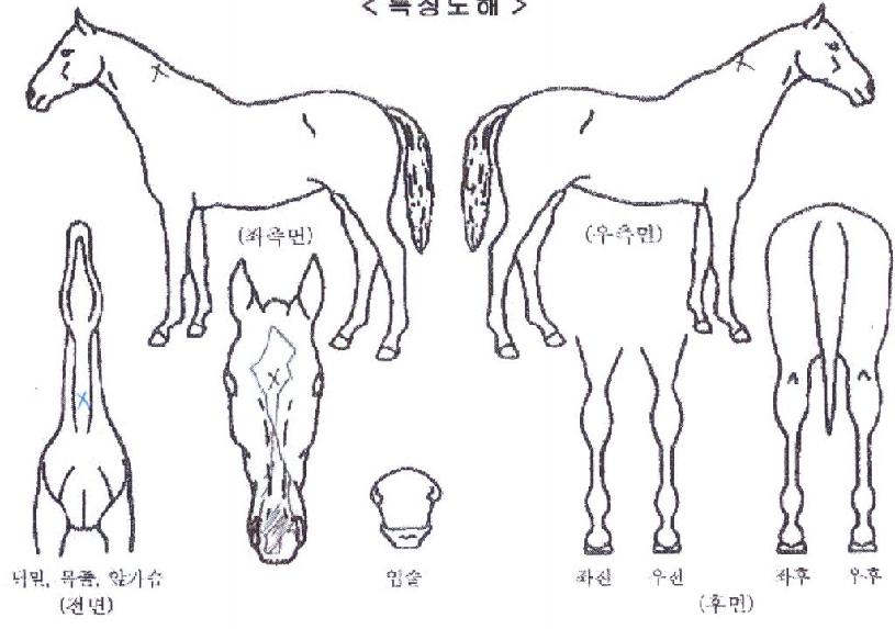 ÆÄ¶û¿¡³ÊÁöÀÇ Ãø¸é,¿ì¸é,µÞ¸é,µÎ»ó,´Ù¸®ÀÇ Æ¯Â¡µµÇØ