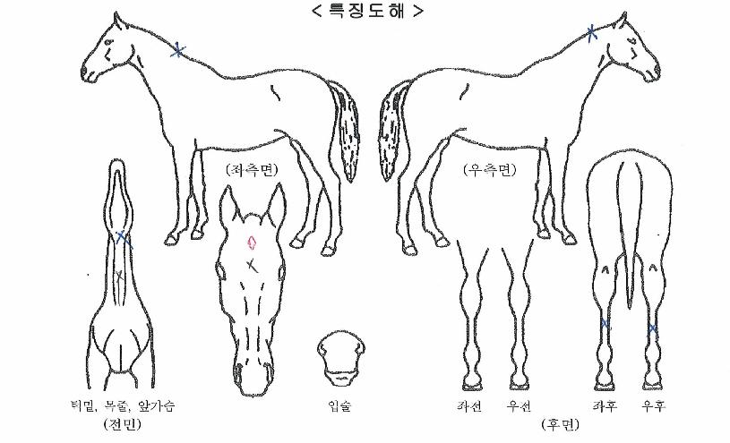 µå¸²Å¸ÀÓÀÇ Ãø¸é,¿ì¸é,µÞ¸é,µÎ»ó,´Ù¸®ÀÇ Æ¯Â¡µµÇØ