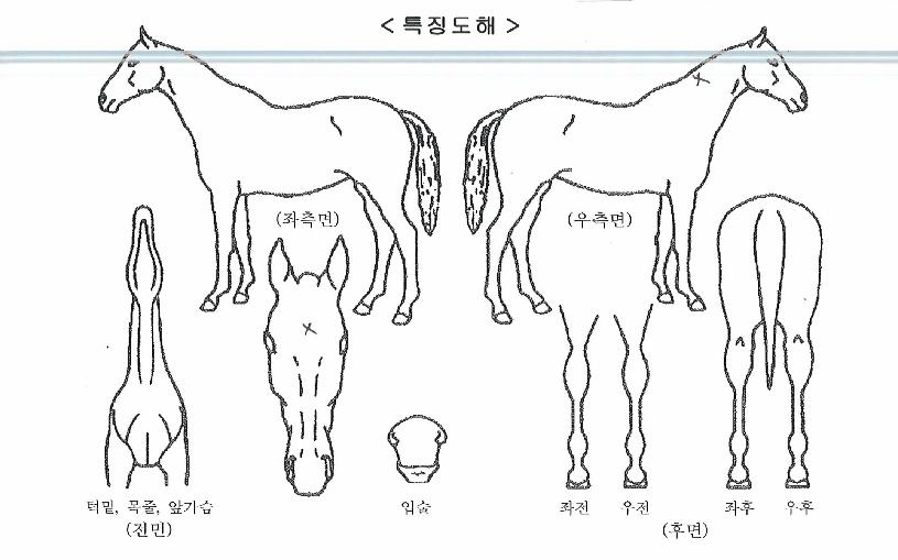 �����ѳ����� ����,���,�޸�,�λ�,�ٸ��� Ư¡����