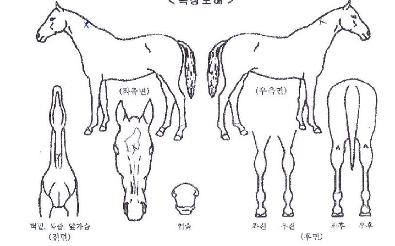 ��Ÿ��ƽ�帲�� ����,���,�޸�,�λ�,�ٸ��� Ư¡����