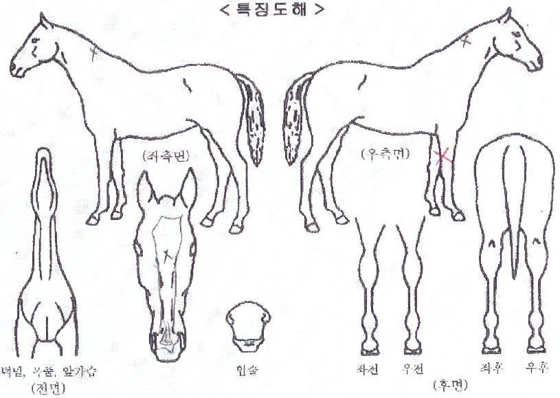 ���ε��� ����,���,�޸�,�λ�,�ٸ��� Ư¡����