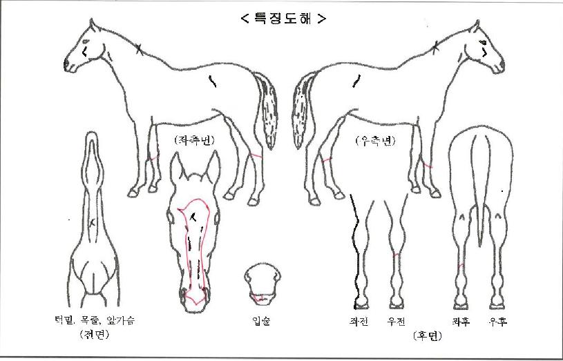 ���׵������ ����,���,�޸�,�λ�,�ٸ��� Ư¡����