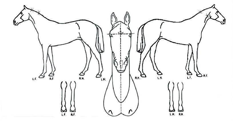 ¼ÎÀÌŲ½´°ÅÀÇ Ãø¸é,¿ì¸é,µÞ¸é,µÎ»ó,´Ù¸®ÀÇ Æ¯Â¡µµÇØ