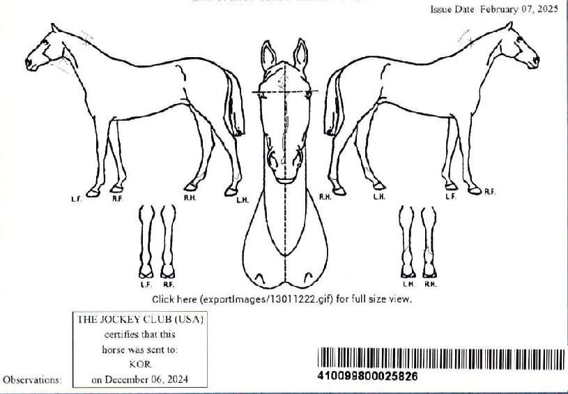 Äü½ÌÄ¿ÀÇ Ãø¸é,¿ì¸é,µÞ¸é,µÎ»ó,´Ù¸®ÀÇ Æ¯Â¡µµÇØ