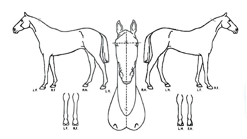 À×±Û¸®½ÃÃÊÄݸ´ÀÇ Ãø¸é,¿ì¸é,µÞ¸é,µÎ»ó,´Ù¸®ÀÇ Æ¯Â¡µµÇØ