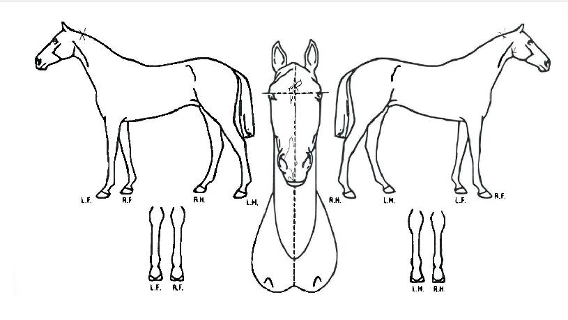 ����Ʈ�� ����,���,�޸�,�λ�,�ٸ��� Ư¡����