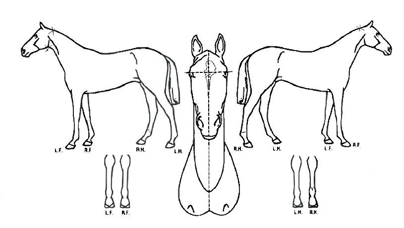 �ΰ���¡���� ����,���,�޸�,�λ�,�ٸ��� Ư¡����