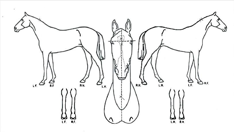 Űư��ī����� ����,���,�޸�,�λ�,�ٸ��� Ư¡����