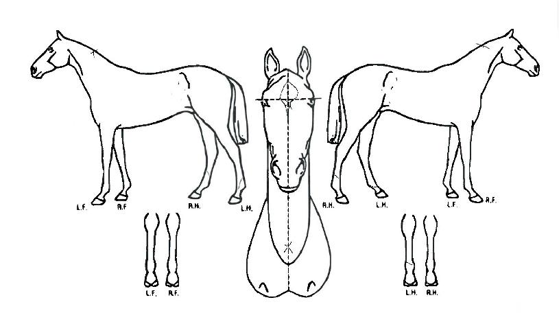 ½ÇŰ·ÎÁîÀÇ Ãø¸é,¿ì¸é,µÞ¸é,µÎ»ó,´Ù¸®ÀÇ Æ¯Â¡µµÇØ