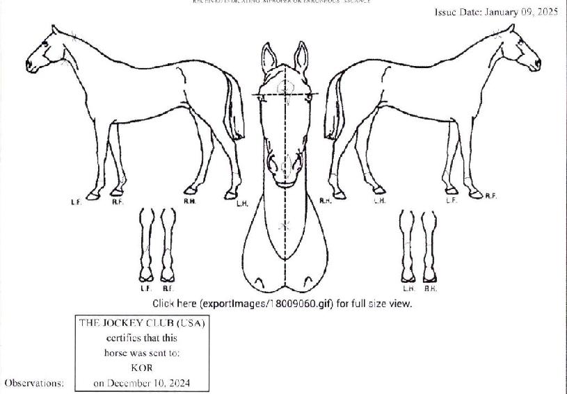 ÆÛ¼ºñ¾î¸µÀÇ Ãø¸é,¿ì¸é,µÞ¸é,µÎ»ó,´Ù¸®ÀÇ Æ¯Â¡µµÇØ