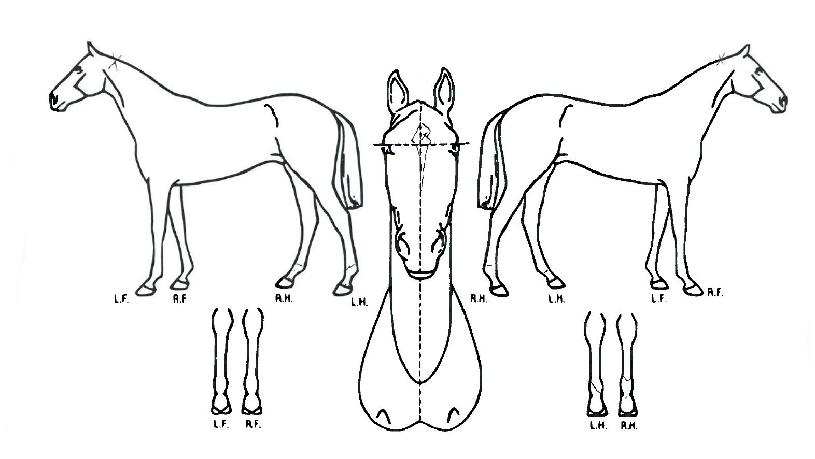 �����ν��۽���Ʈ�� ����,���,�޸�,�λ�,�ٸ��� Ư¡����