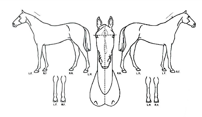 ���ĺ���� ����,���,�޸�,�λ�,�ٸ��� Ư¡����