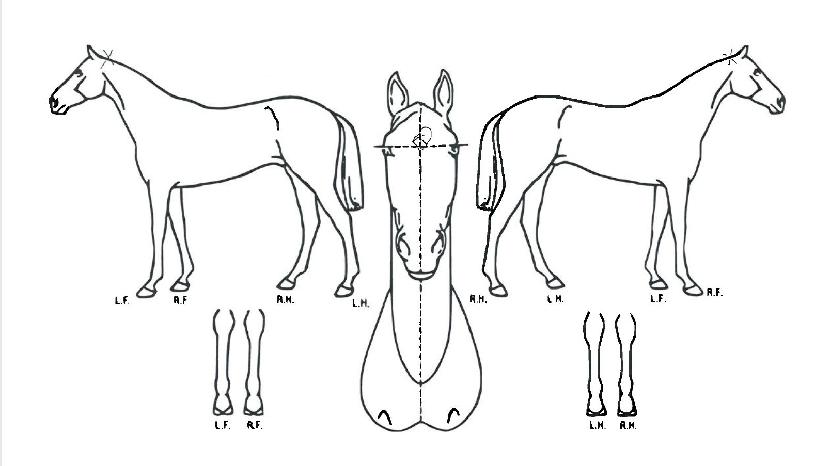 ���ż����� ����,���,�޸�,�λ�,�ٸ��� Ư¡����