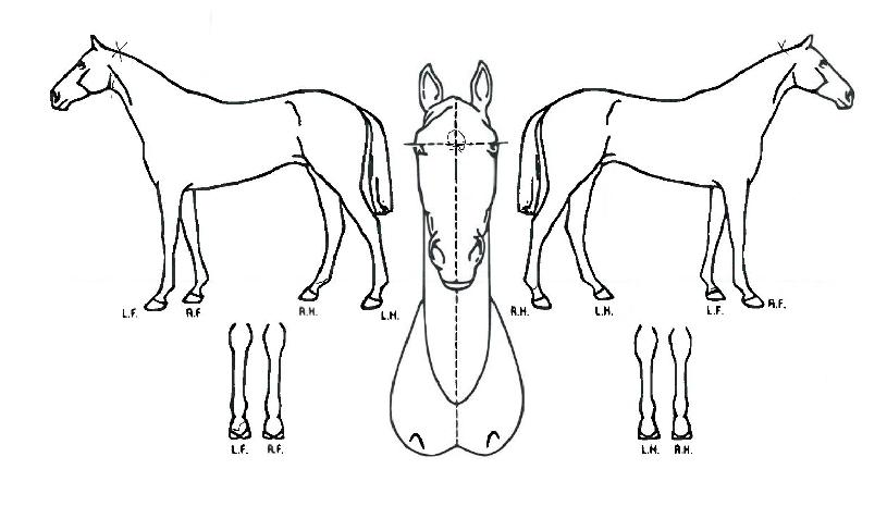 Ʈ������������ ����,���,�޸�,�λ�,�ٸ��� Ư¡����