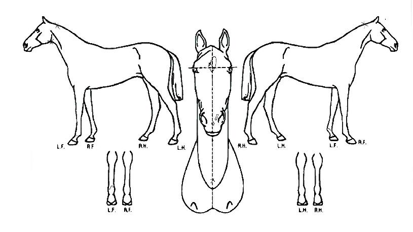 Æ®·¯½ºÆ®´õ³Ñ¹ö½ºÀÇ Ãø¸é,¿ì¸é,µÞ¸é,µÎ»ó,´Ù¸®ÀÇ Æ¯Â¡µµÇØ