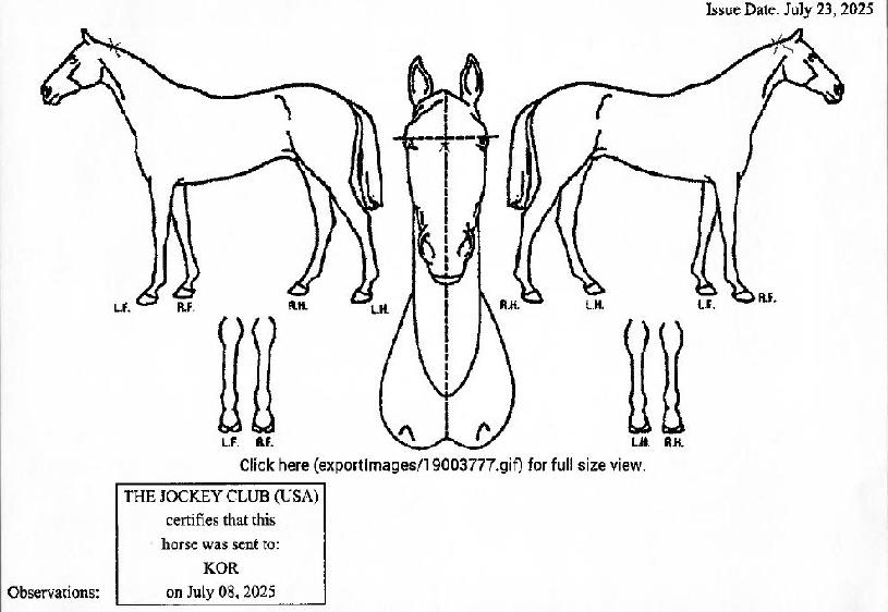 ¾Æ¸Þ¸®ÄÆÇŸÁöÀÇ Ãø¸é,¿ì¸é,µÞ¸é,µÎ»ó,´Ù¸®ÀÇ Æ¯Â¡µµÇØ