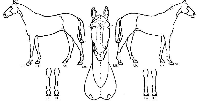 ��īƼ����Ʈ�� ����,���,�޸�,�λ�,�ٸ��� Ư¡����