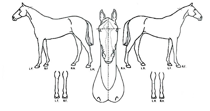 ¿¡Ä«Æ¼¸ð´×½ºÆ®¶óÀÇ Ãø¸é,¿ì¸é,µÞ¸é,µÎ»ó,´Ù¸®ÀÇ Æ¯Â¡µµÇØ