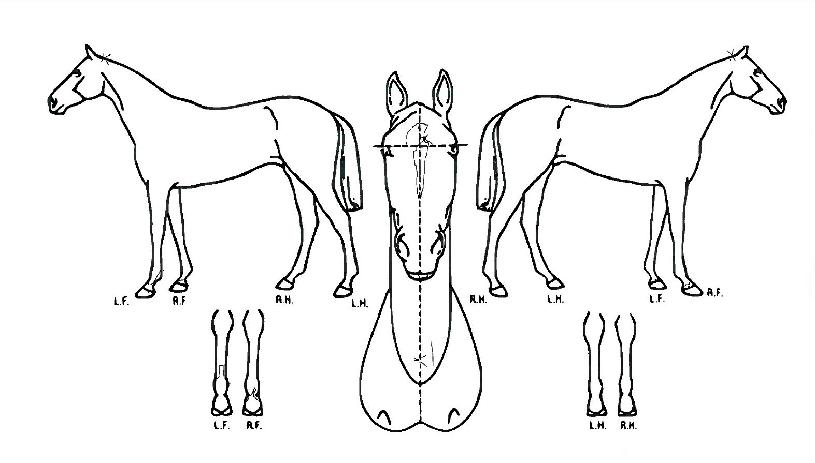 »ç¸®¾Æ»ç¸®¾ÆÀÇ Ãø¸é,¿ì¸é,µÞ¸é,µÎ»ó,´Ù¸®ÀÇ Æ¯Â¡µµÇØ