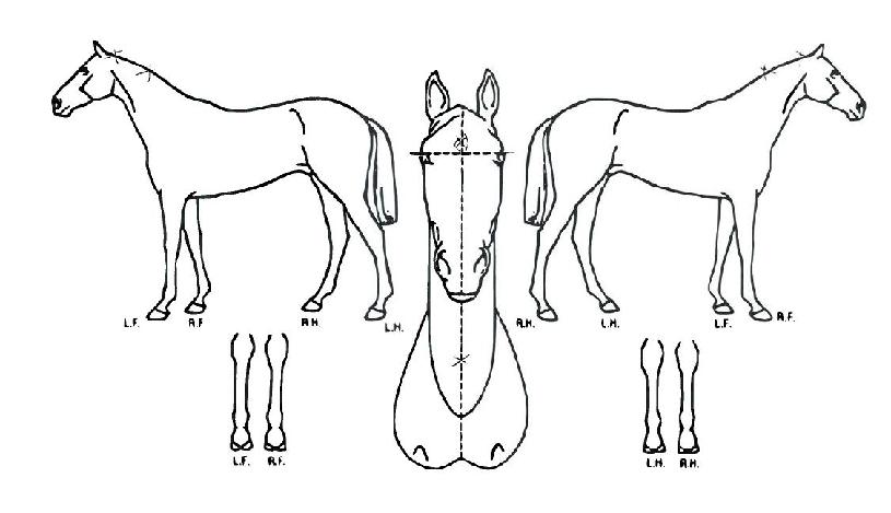 Á¦½Ã´õ±×·¹ÀÌÆ®ÀÇ Ãø¸é,¿ì¸é,µÞ¸é,µÎ»ó,´Ù¸®ÀÇ Æ¯Â¡µµÇØ