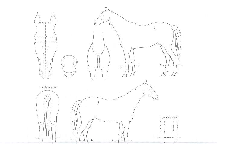 �۷θ��Ƹյ��� ����,���,�޸�,�λ�,�ٸ��� Ư¡����