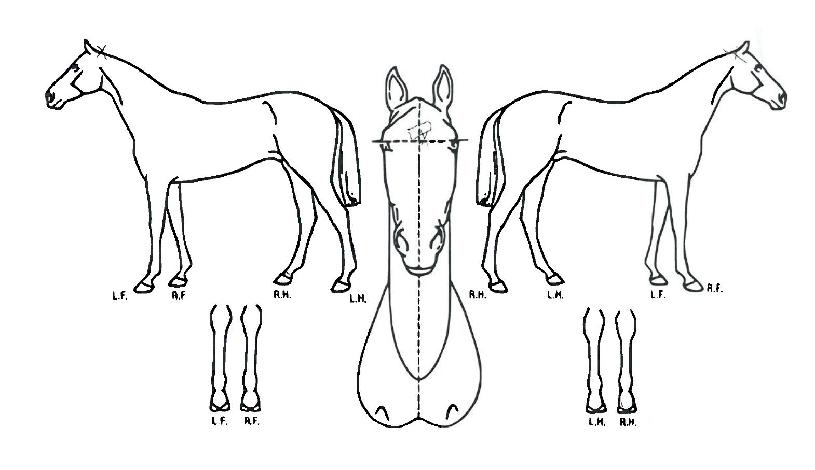 ½ºÄÚÆ¼½Ã½ÉÆ÷´ÏÀÇ Ãø¸é,¿ì¸é,µÞ¸é,µÎ»ó,´Ù¸®ÀÇ Æ¯Â¡µµÇØ