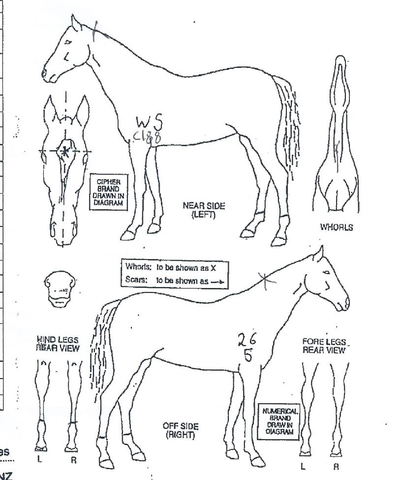µàÅ©¿ÍÀÌÀÇ Ãø¸é,¿ì¸é,µÞ¸é,µÎ»ó,´Ù¸®ÀÇ Æ¯Â¡µµÇØ
