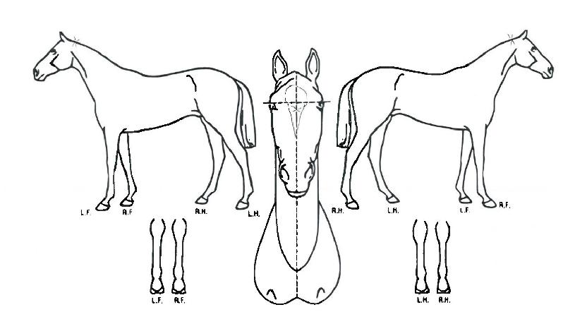 ����Ʈ�д����� ����,���,�޸�,�λ�,�ٸ��� Ư¡����