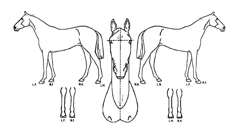 ÆÛ½ºÆ®¿ùµå¿öÀÇ Ãø¸é,¿ì¸é,µÞ¸é,µÎ»ó,´Ù¸®ÀÇ Æ¯Â¡µµÇØ