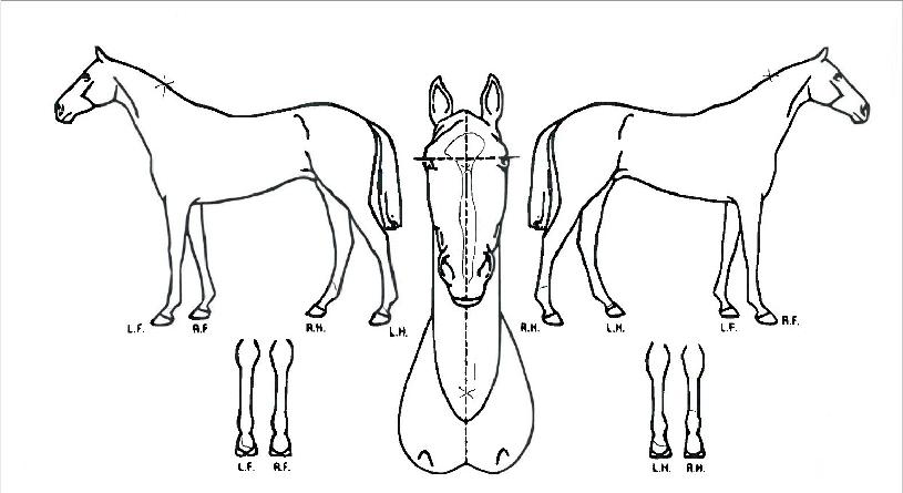 ���þ�� ����,���,�޸�,�λ�,�ٸ��� Ư¡����