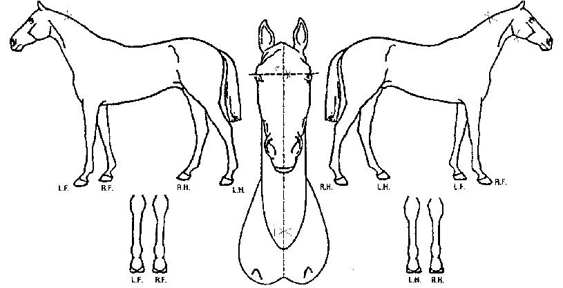 ���̽���Ʈ������ ����,���,�޸�,�λ�,�ٸ��� Ư¡����