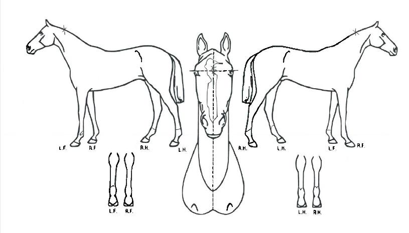 �����޳��� ����,���,�޸�,�λ�,�ٸ��� Ư¡����