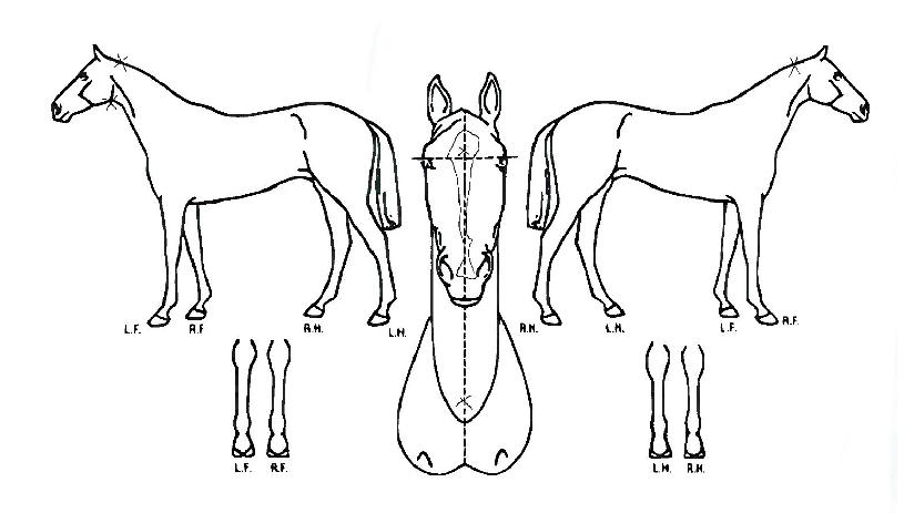 ¼¡½´Ä«ÀÇ Ãø¸é,¿ì¸é,µÞ¸é,µÎ»ó,´Ù¸®ÀÇ Æ¯Â¡µµÇØ