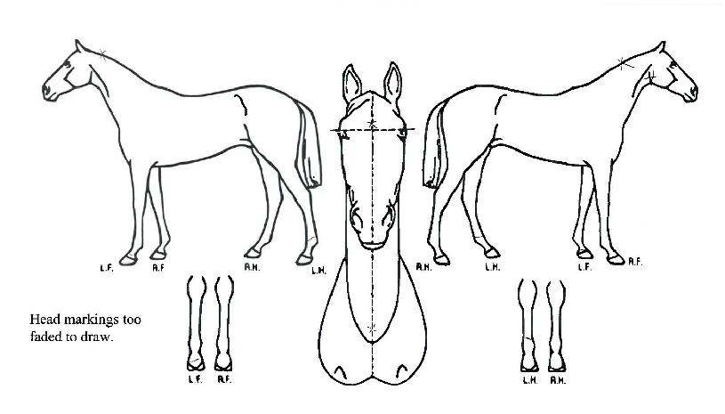 �ñ״�����Ʈ�� ����,���,�޸�,�λ�,�ٸ��� Ư¡����