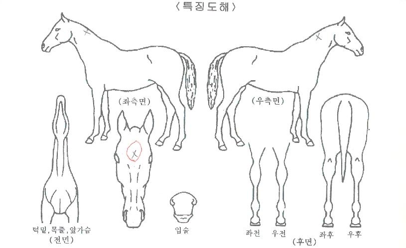 Ä«½¼ÁîĹÀÚ¸¶ÀÇ Ãø¸é,¿ì¸é,µÞ¸é,µÎ»ó,´Ù¸®ÀÇ Æ¯Â¡µµÇØ