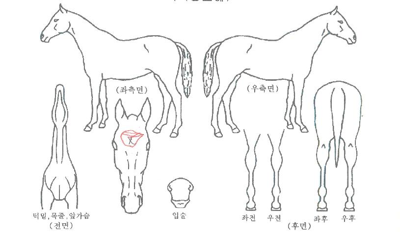 ¾ØÅ¸Å©Æ¼Ä«ÀÚ¸¶ÀÇ Ãø¸é,¿ì¸é,µÞ¸é,µÎ»ó,´Ù¸®ÀÇ Æ¯Â¡µµÇØ