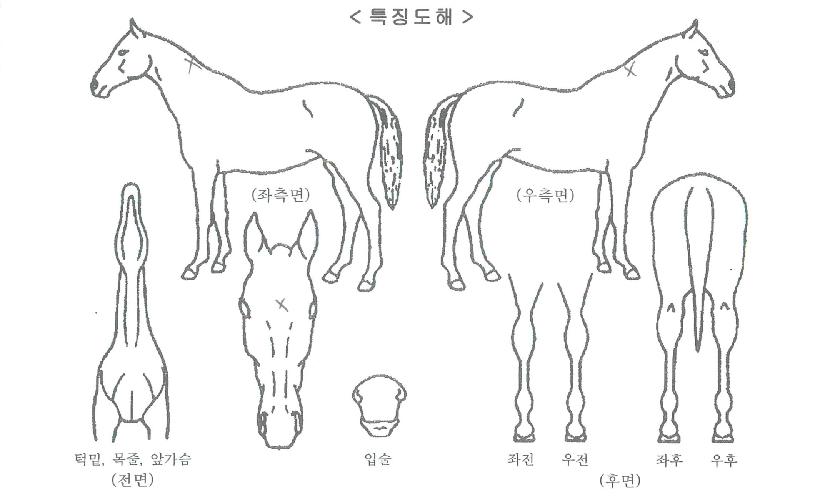 �������ڸ��� ����,���,�޸�,�λ�,�ٸ��� Ư¡����