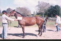 ���η��̼� (PRO RACER) ����