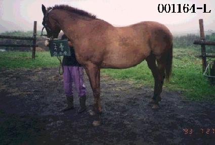 ��ǳ ����