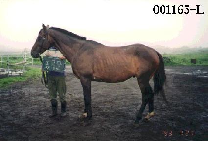 ����� ����