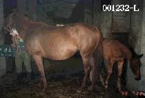 ����ȣ (GAE BAL HO) ����