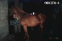 ���͵� (CHA GUI DO) ����