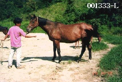 ���൹ ����