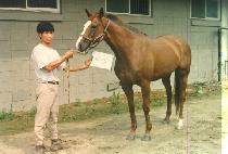 �Ž� (MAE SIL) ����