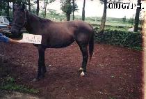 �ⷯ�� (GI REO GI) ����