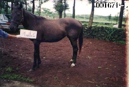 �ⷯ�� ����